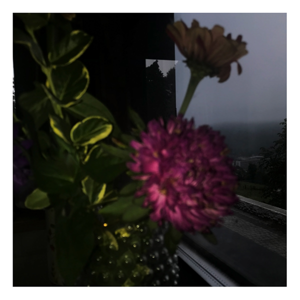 689 :: Flower in the window